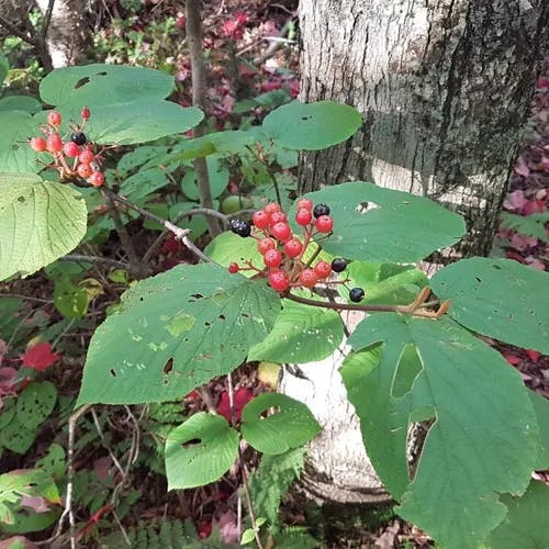 Hobblebush (Viburnum lantanoides)-i