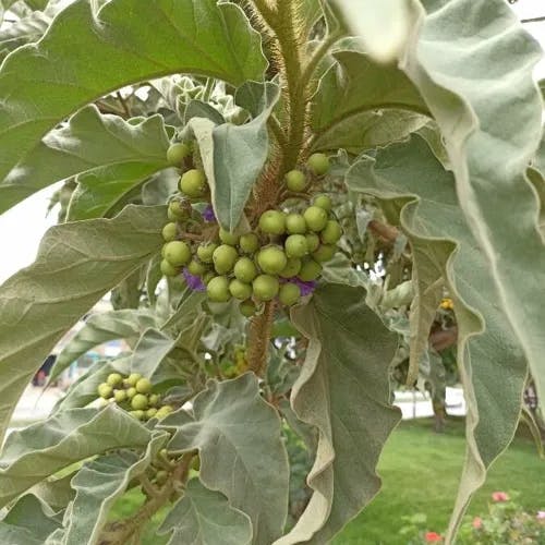 Wolf apple (Solanum lycocarpum)-i