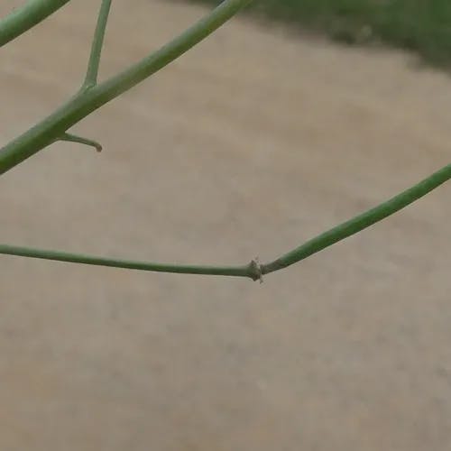 ロボウガラシ（蘿蔔ガラシ） (Diplotaxis tenuifolia)-i