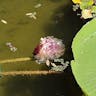 Amazon water-lily (Victoria amazonica)-i