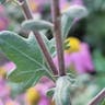 アカバナムシヨケギク（赤花虫除菊） (Tanacetum coccineum)-i