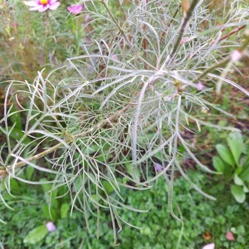 Spider Hardy Plant – Verdant Lyfe