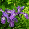 Toughleaf iris (Iris tenax)-i