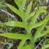 Monarch fern (Phymatosorus scolopendria)-i