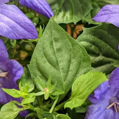 ニワギキョウ（庭桔梗） (Campanula carpatica)-i