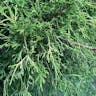 Sawara-cypress (Chamaecyparis pisifera)-i