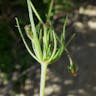 オオツメクサ（大爪草） (Spergula arvensis)-i