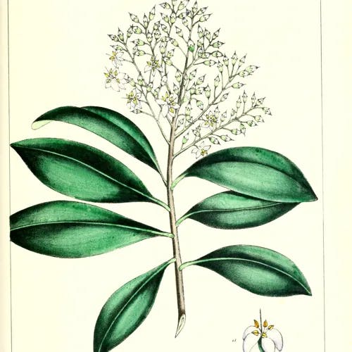 Marlberry (Ardisia escallonioides)-i