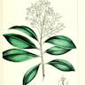 Marlberry (Ardisia escallonioides)-i