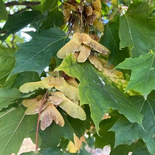 ノルウェーカエデ (Acer platanoides)-i