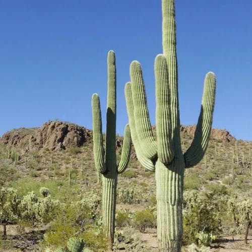 ベンケイチュウ（弁慶柱） (Carnegiea gigantea)-i