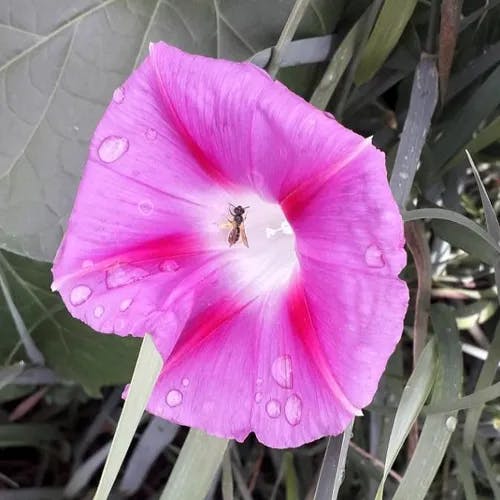 マルバアサガオ（丸葉朝顔） (Ipomoea purpurea)-i