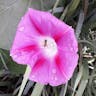 マルバアサガオ（丸葉朝顔） (Ipomoea purpurea)-i