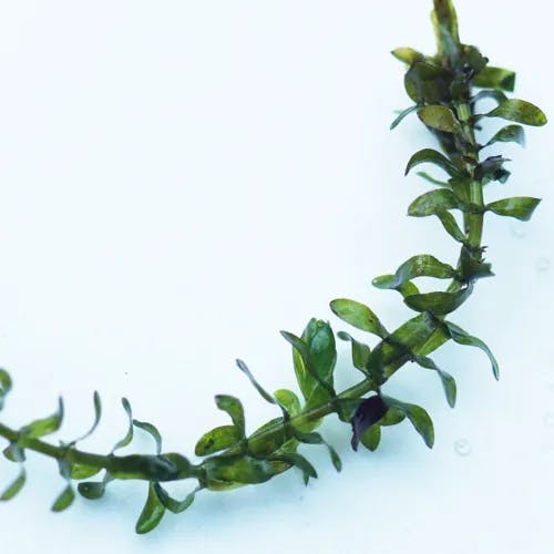 カナダモ（カナダ藻） (Elodea canadensis)-i