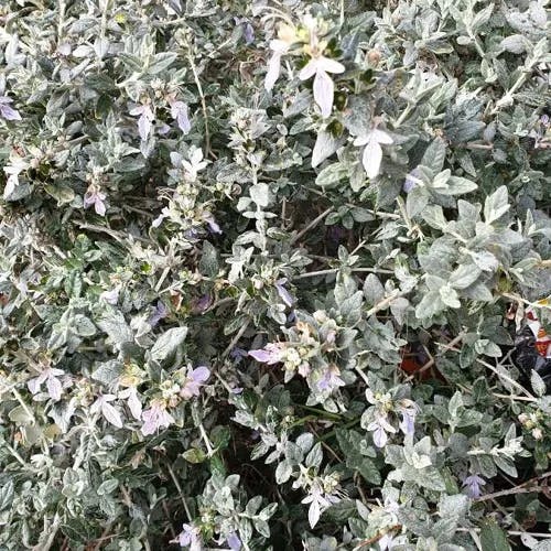 Shrubby germander (Teucrium fruticans)-i