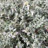 Shrubby germander (Teucrium fruticans)-i