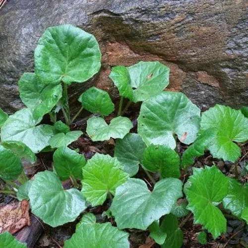 ミヤマスミレ（深山菫） (Viola selkirkii)-i