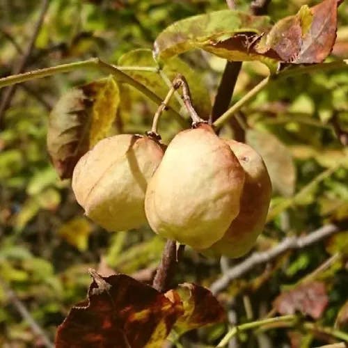 Bladdernut (Staphylea pinnata)-i