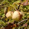 Bladdernut (Staphylea pinnata)-i