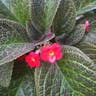 Flame-violet (Episcia cupreata)-i