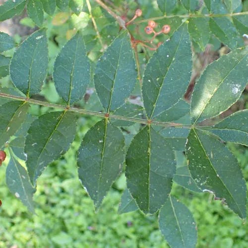 カホクザンショウ（華北山椒） (Zanthoxylum bungeanum)-i