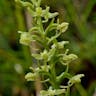 オオヤマサギソウ（大山鷺草） (Platanthera sachalinensis)-i