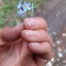 Alpine forget-me-not (Myosotis alpestris)-i