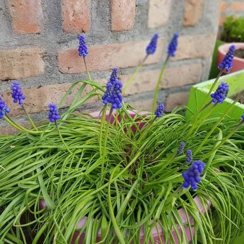 ルリムスカリ（瑠璃ムスカリ） (Muscari botryoides)-i