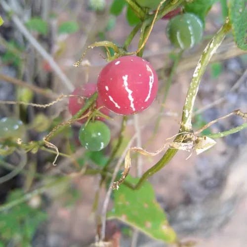 オキナワスズメウリ（沖縄雀瓜） (Diplocyclos palmatus)-i