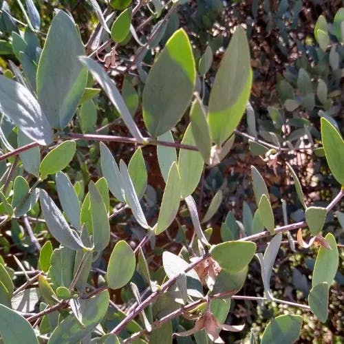 Goatnut (Simmondsia chinensis)-i