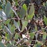 Goatnut (Simmondsia chinensis)-i