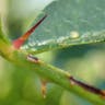 カホクザンショウ（華北山椒） (Zanthoxylum bungeanum)-i