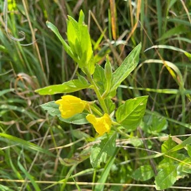 Meadow evening primrose