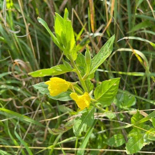 Meadow evening primrose (Oenothera pilosella)-i