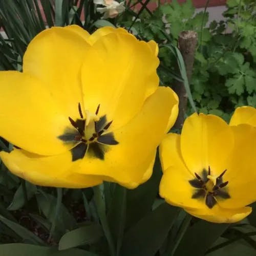 チューリップ (Tulipa gesneriana)-i