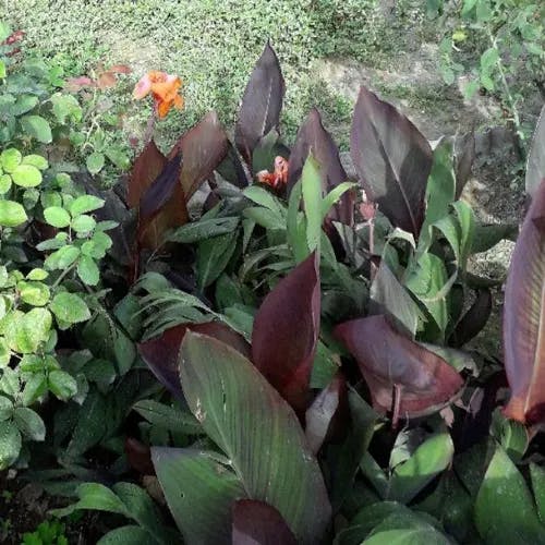 ダンドク（檀特） (Canna indica)-i