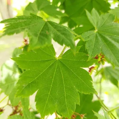 Korean maple (Acer pseudosieboldianum)-i