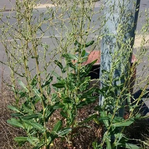 Common orache (Atriplex patula)-i