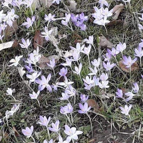 Early crocus (Crocus tommasinianus)-i