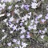 Early crocus (Crocus tommasinianus)-i