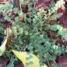 Salad burnet (Sanguisorba verrucosa)-i