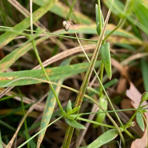 カスミソウ（霞草） (Gypsophila elegans)-i