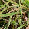 カスミソウ（霞草） (Gypsophila elegans)-i