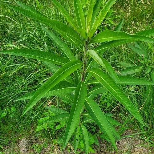 Missouri ironweed (Vernonia missurica)-i