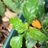 Firecracker-flower (Crossandra infundibuliformis)-i