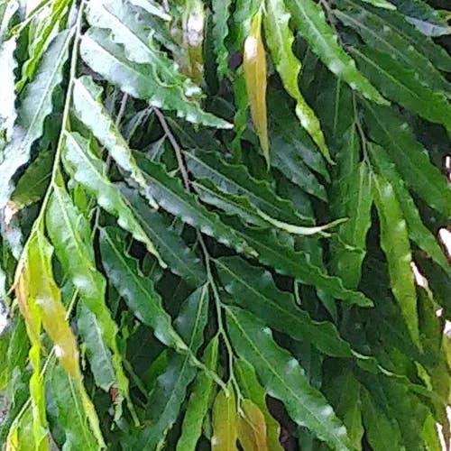 Asoka-tree (Saraca indica)-i