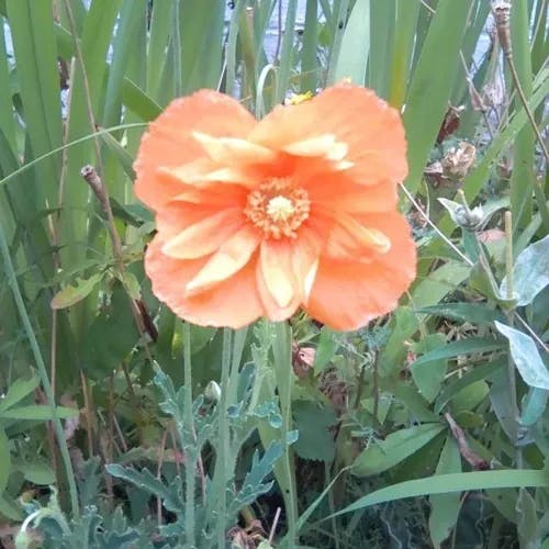 Spanish poppy (Papaver rupifragum)-i