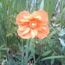 Spanish poppy (Papaver rupifragum)-i