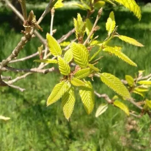 アベマキ（阿部槇） (Quercus variabilis)-i