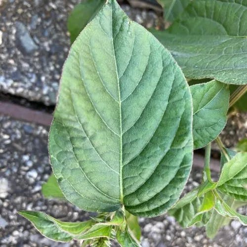 イノコヅチ（牛膝） (Achyranthes bidentata)-i